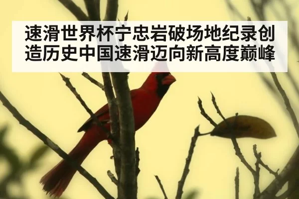 速滑世界杯宁忠岩破场地纪录创造历史中国速滑迈向新高度巅峰